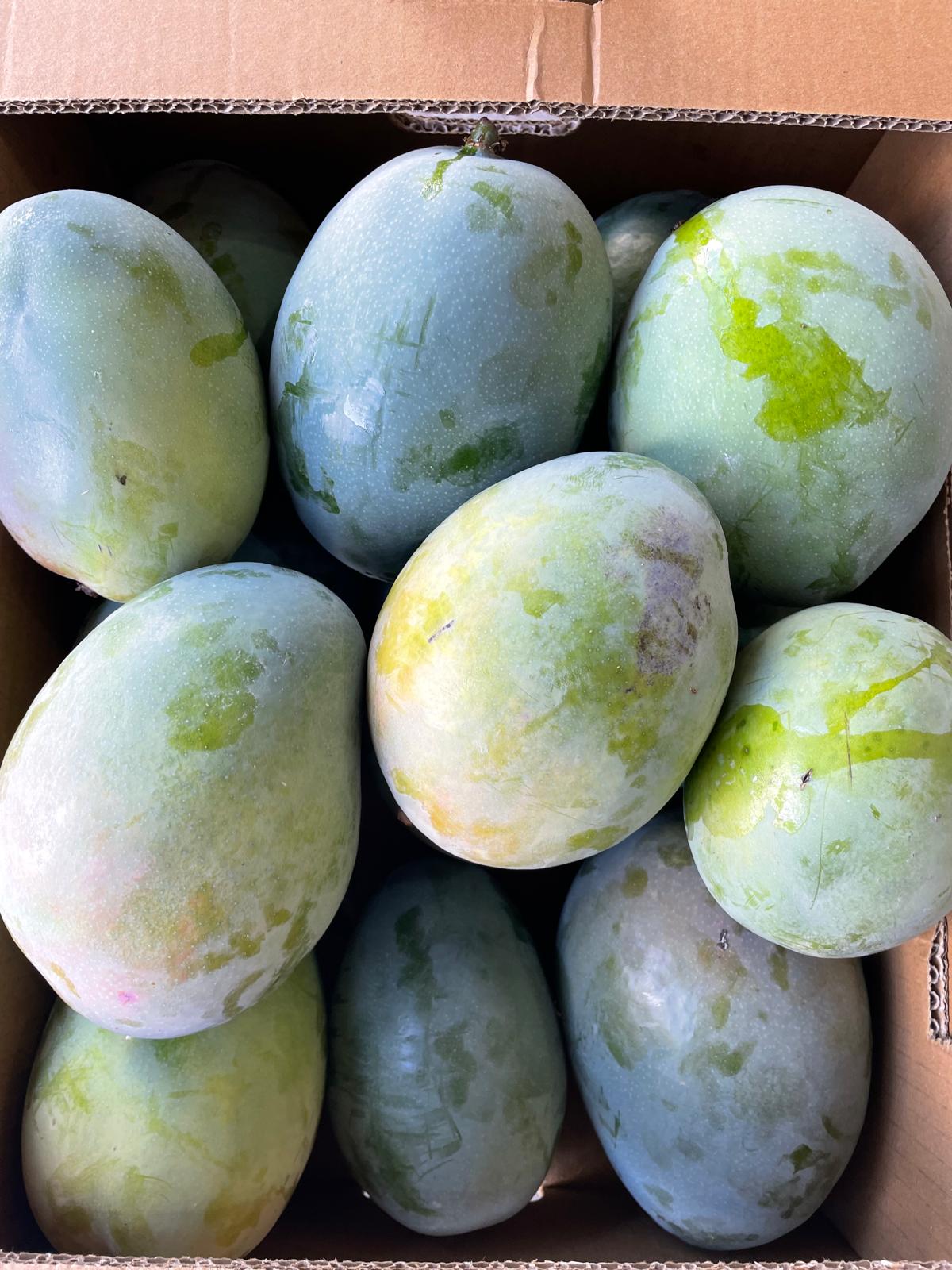 Zahidenin Tropikal Bahçesi 